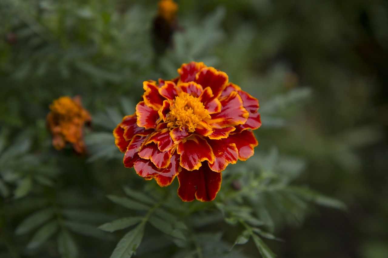 Marigoldas, Gėlė, Žiedas, Natūralus, Žydėti, Lapai, Sodas, Nemokamos Nuotraukos,  Nemokama Licenzija