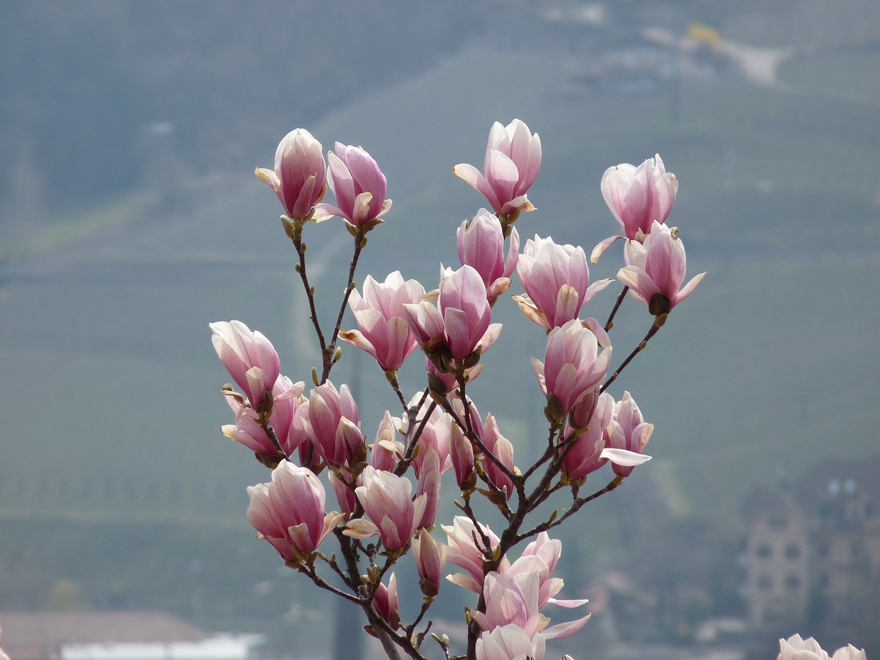 Gėlė, Magnolija, Pavasaris, Krūmas, Magnolijos Medis, Tulpė Magnolija, Augalas, Rožinis, Nemokamos Nuotraukos,  Nemokama Licenzija