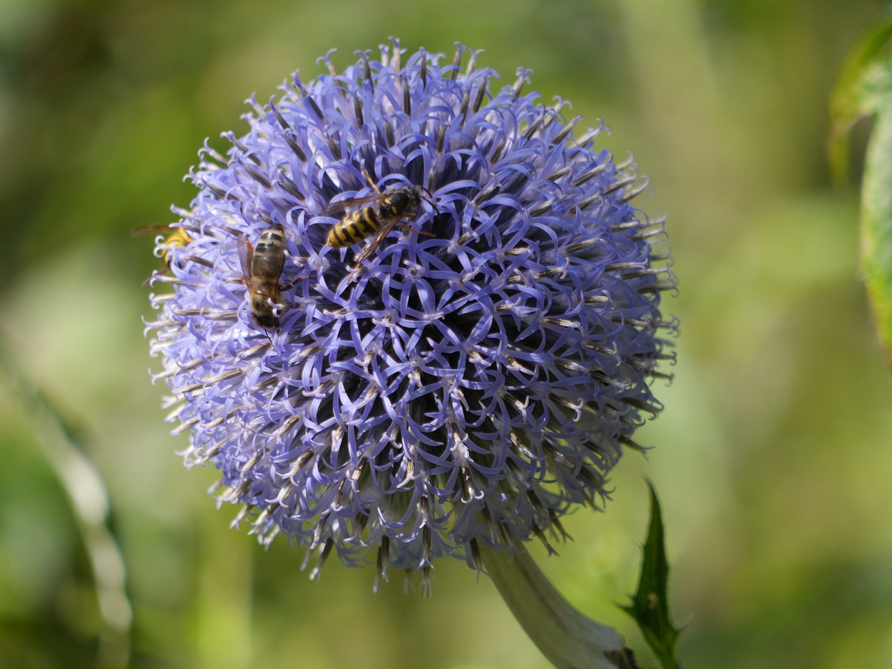 Gėlė, Allium, Sodas, Violetinė, Vasara, Žydėti, Augalas, Sodininkystė, Vabzdys, Nemokamos Nuotraukos