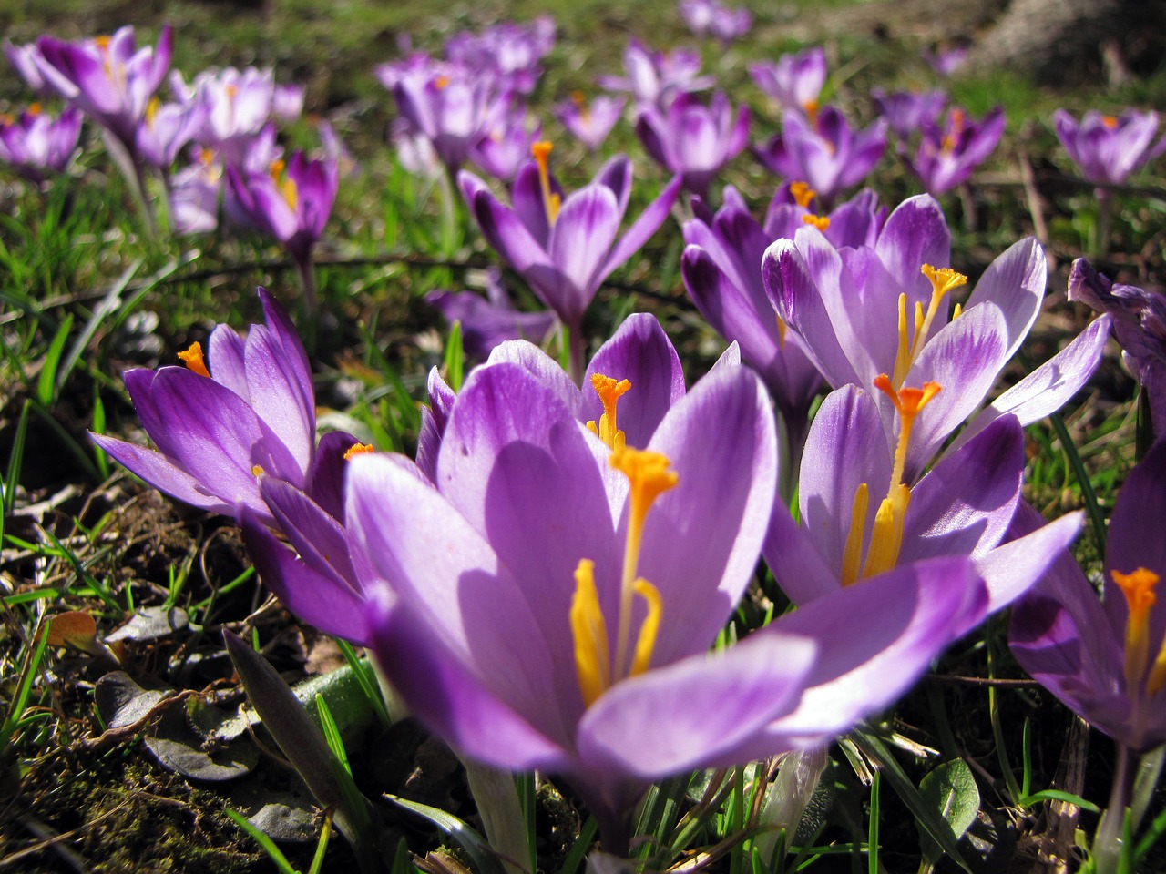 Crocus, Šafranas, Gėlė, Violetinė, Purpurinė Gėlė, Gamta, Nemokamos Nuotraukos,  Nemokama Licenzija