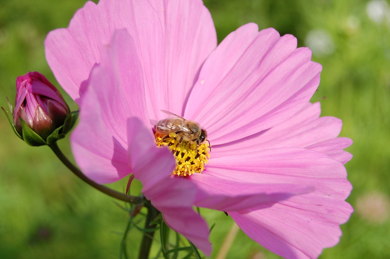 Gėlė, Augalas, Pavasaris, Rožinis, Cosmea, Nemokamos Nuotraukos,  Nemokama Licenzija