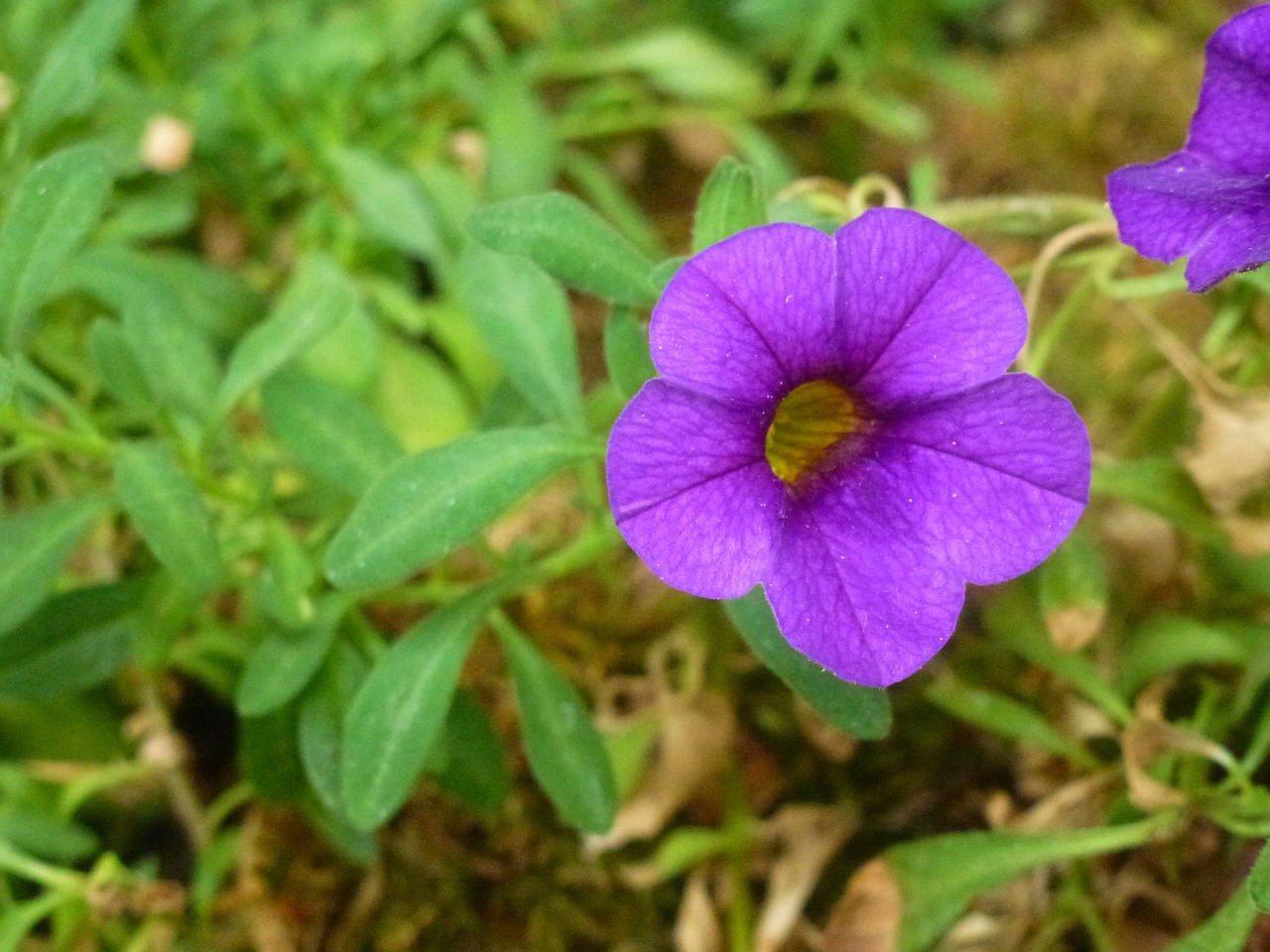 Gėlė, Violetinė, Purpeul, Gamta, Nemokamos Nuotraukos,  Nemokama Licenzija