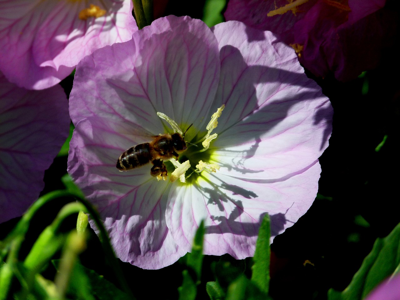 Gėlė, Vabzdys, Violetinė, Gamta, Bičių, Makro, Apdulkinimas, Augalas, Gėlės, Uždaryti