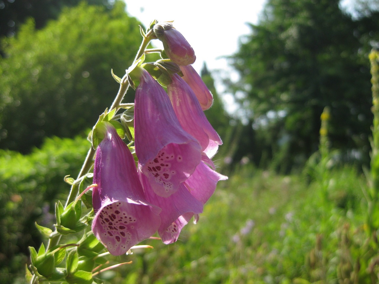 Gėlė, Žiedas, Žydėti, Gamta, Augalas, Violetinė, Rožinis, Violetinė, Žydėti, Gėlės