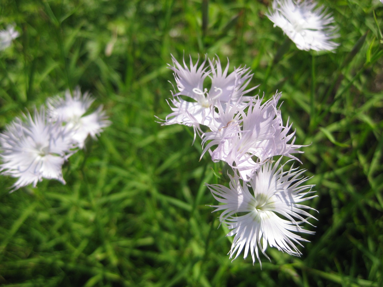 Gėlė, Žiedas, Žydėti, Gamta, Augalas, Violetinė, Rožinis, Violetinė, Balta, Žydėti