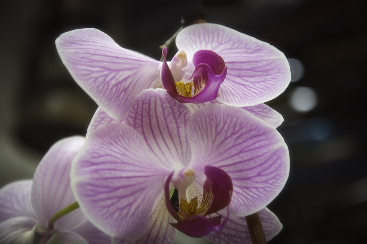 Gėlė, Gamta, Graži Gėlė, Augalas, Sodas, Makro, Uždaryti, Gražus, Violetinė, Flora