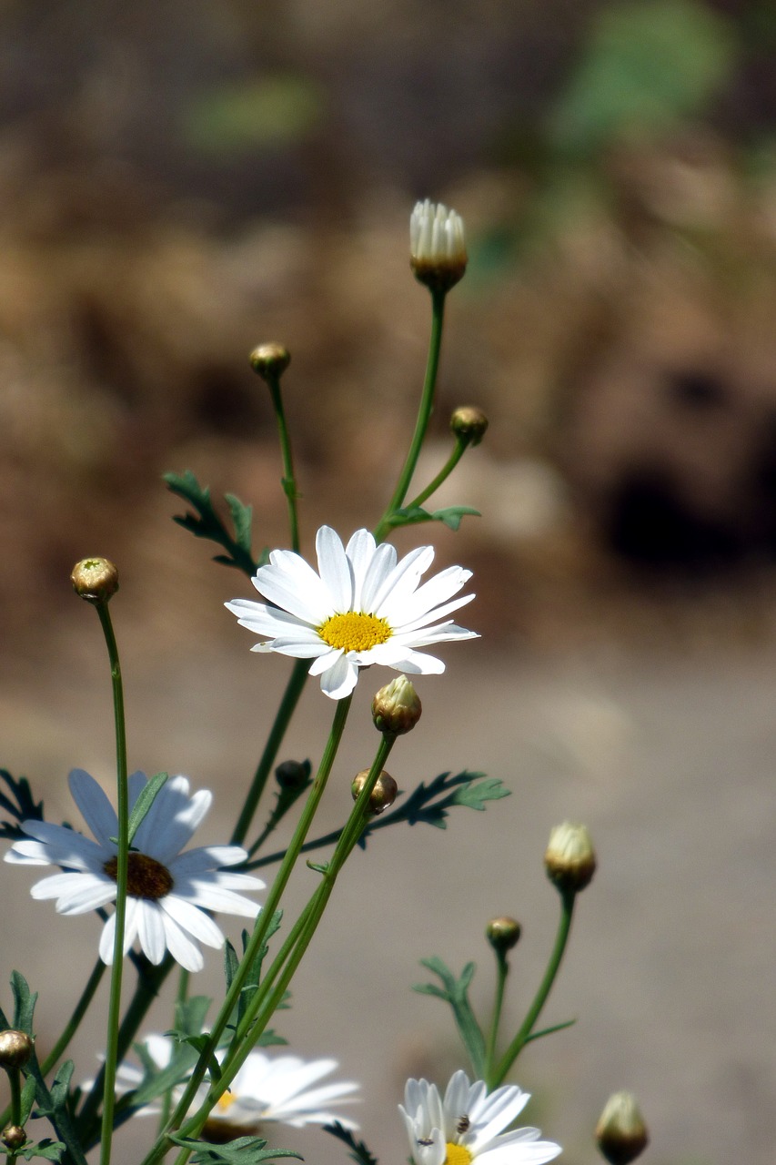 Gėlė, Balta Gėlė, Daisy, Balta, Pavasaris, Gamta, Gėlių Puokštė, Maža Gėlė, Baltos Gėlės, Augalas