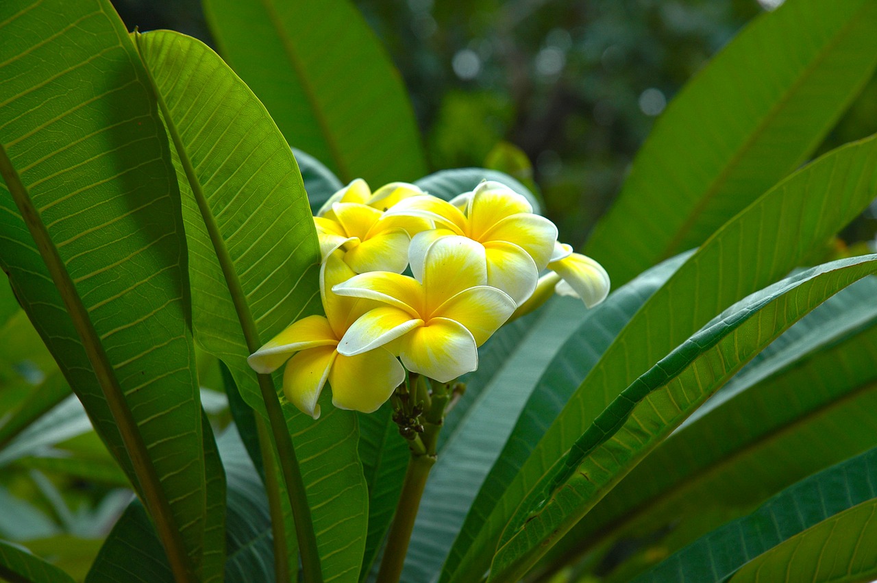 Žiedas, Žydėti, Gėlė, Geltona, Frangipani, Plumeria, Balta Geltona, Frangipandi, Flor De Cebo, Šventyklos Medis