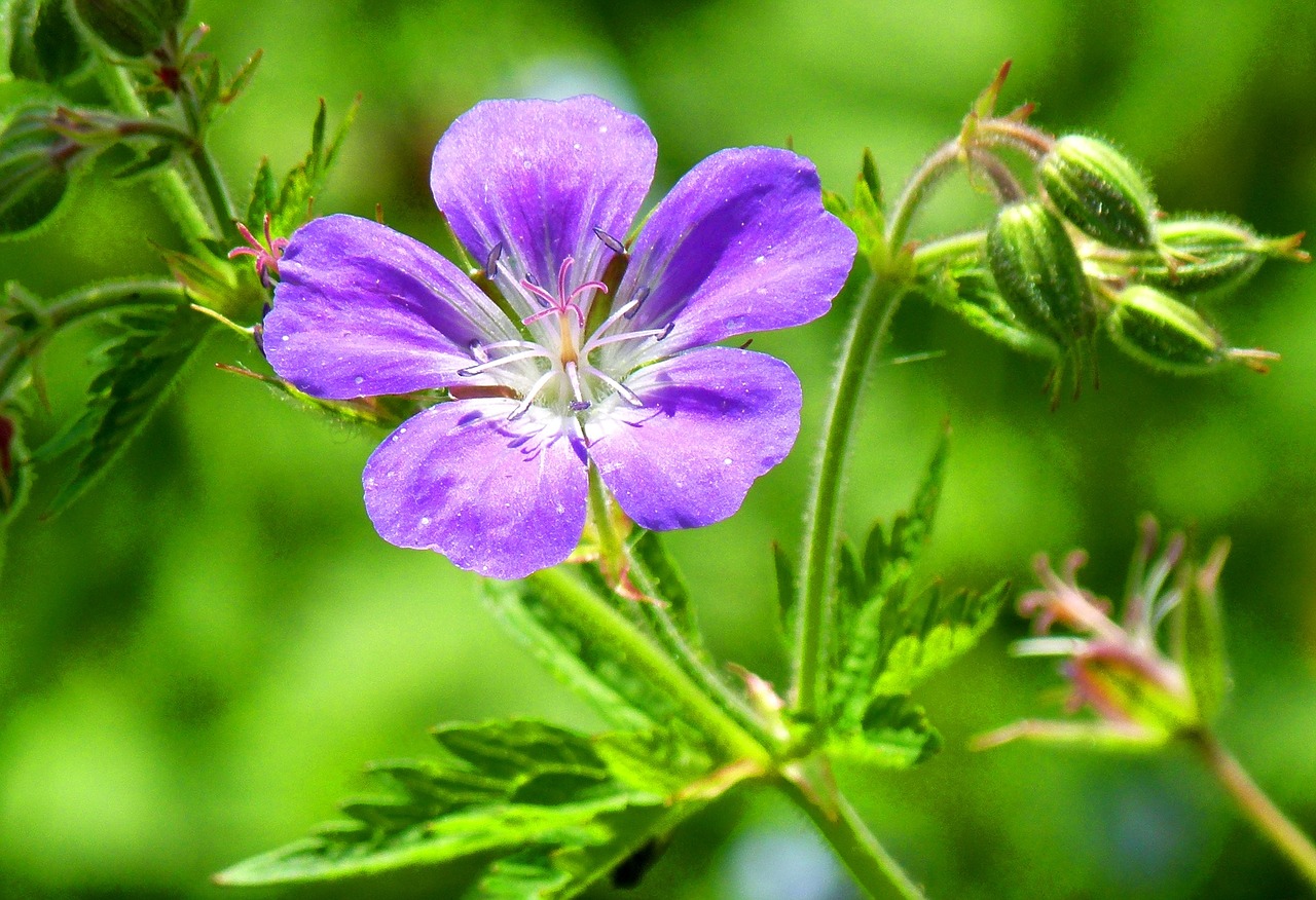 Gėlė, Išsamiai, Gamta, Nuotaika, Violetinė, Žalias, Žiedas, Žydėti, Augalas, Uždaryti