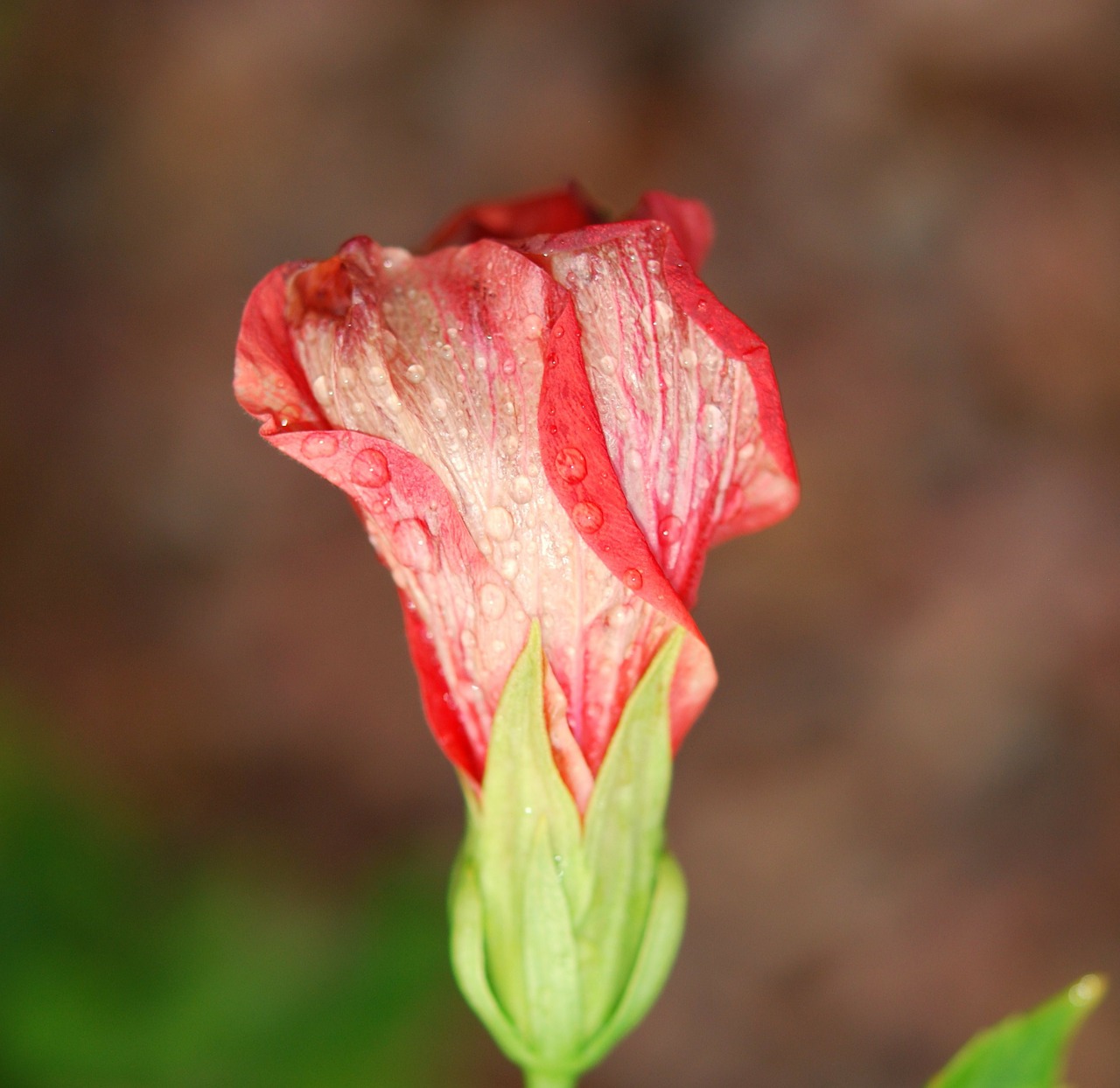 Gėlė, Gėlės, Hibiscus, Lietaus Lašai, Makro, Po Lietaus, Lietaus Lašas, Augalas, Gamta, Lietus