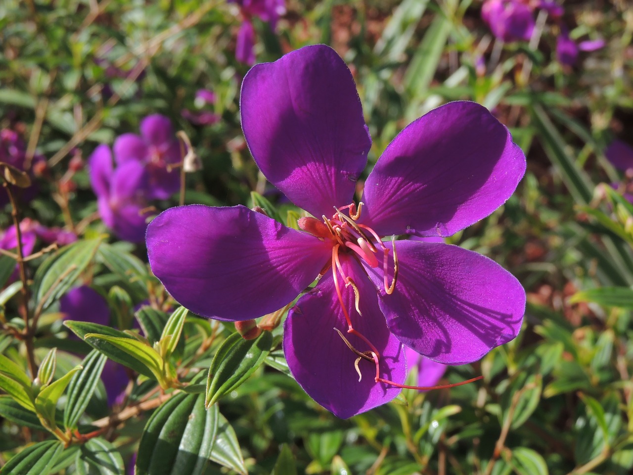 Gėlė, Violetinė, Gamta, Žydėti, Žiedas, Pavasaris, Flora, Nemokamos Nuotraukos,  Nemokama Licenzija