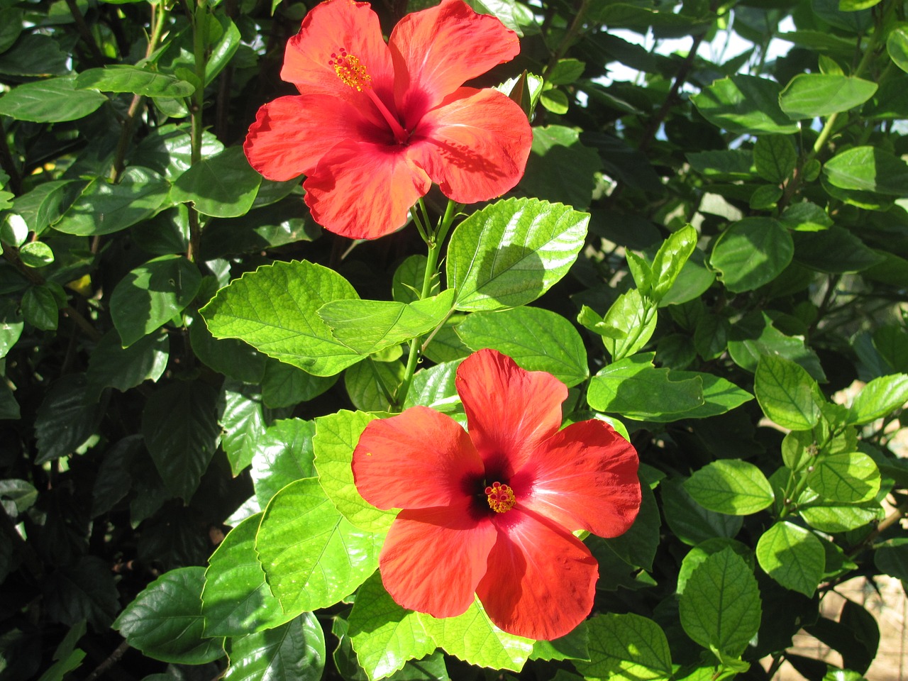 Hibiscus, Gėlė, Medis, Žydintis Medis, Raudona, Nemokamos Nuotraukos,  Nemokama Licenzija