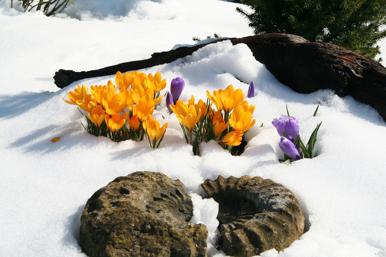 Gėlė, Žiema, Crocus, Snieguotas, Žiemą, Žiemos Magija, Sniegas, Nemokamos Nuotraukos,  Nemokama Licenzija