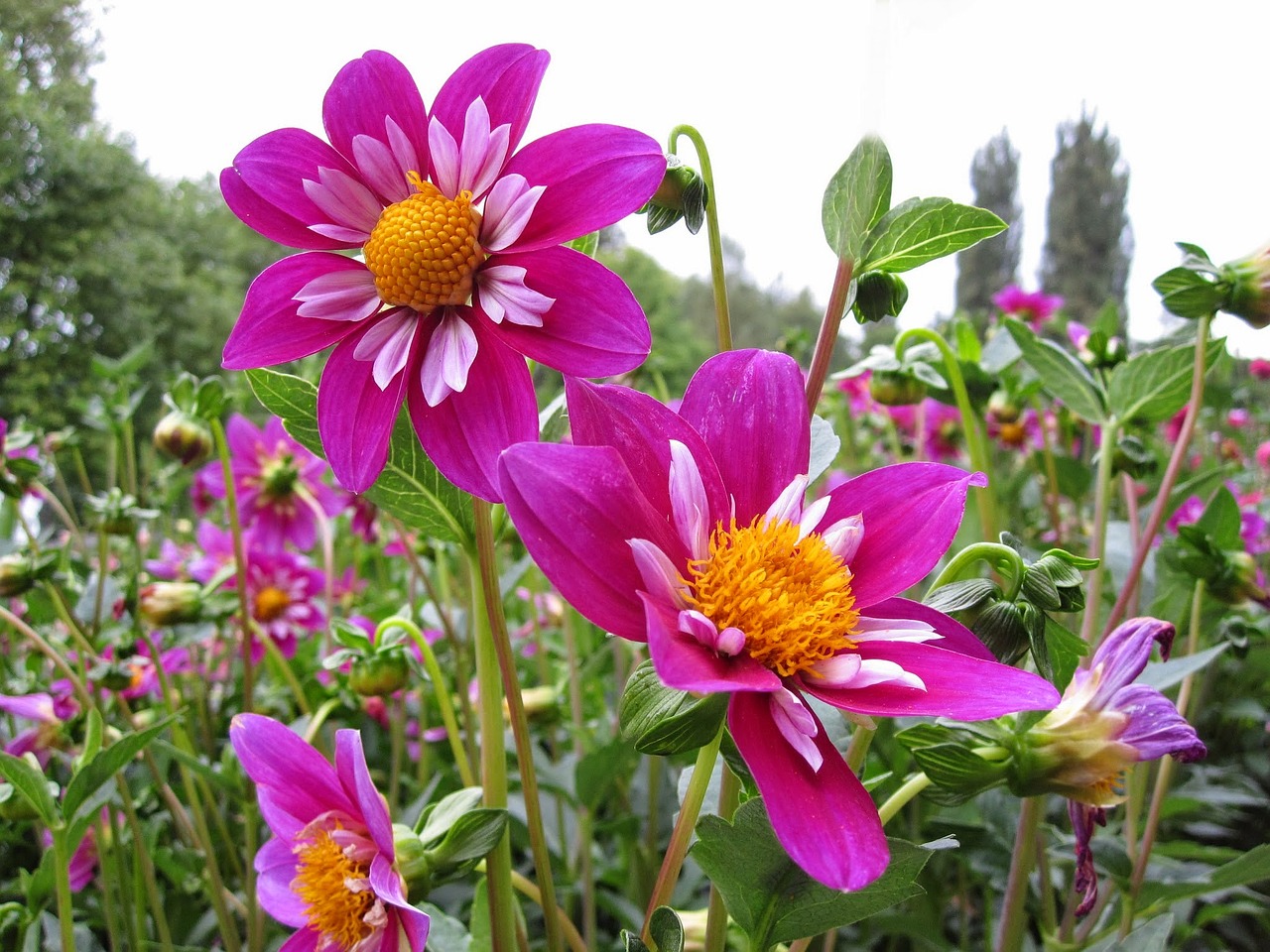 Dahlia, Gėlė, Augalas, Violetinė, Pavasaris, Sodas, Dekoratyvinis Krūmas, Gėlės, Nemokamos Nuotraukos,  Nemokama Licenzija