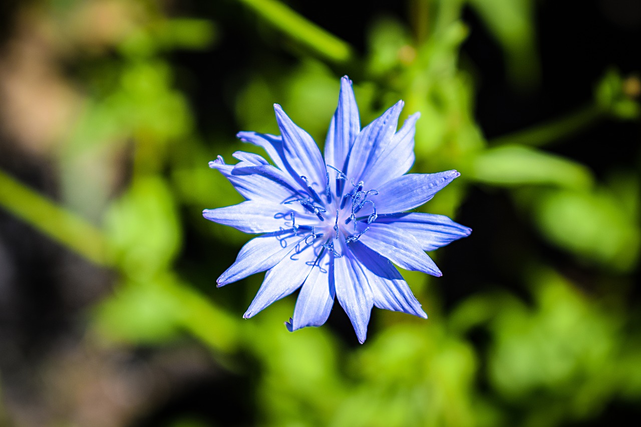 Gėlė, Mėlynas, Centaurea Cyanus, Piktžolių, Augalas, Gėlių Fonai, Gamta, Rugiagėlė, Nemokamos Nuotraukos,  Nemokama Licenzija