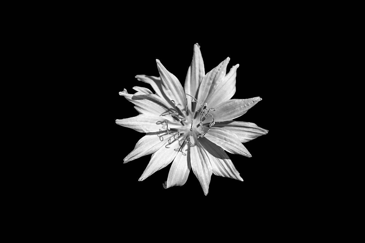 Gėlė, Mėlynas, Centaurea Cyanus, Rugiagėlė, Piktžolių, Augalas, Gėlių Fonai, Gamta, Tapetai, Fonas