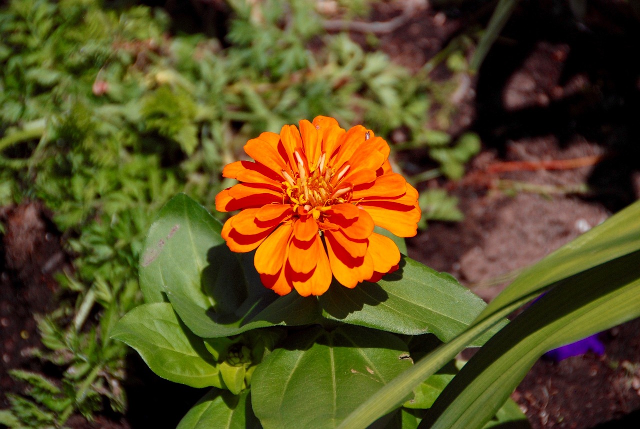 Marigoldas, Gėlė, Oranžinė, Žalia Lapija, Oranžinė Gėlė, Augalas, Žydėti, Žiedas, Gėlė Izoliuota, Gėlių