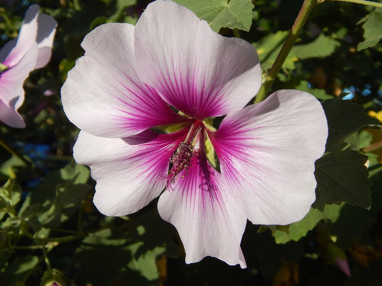 Gėlė, Šarono Rožė, Hibiscus, Rožinis, Purpurinis Žiedas, Žydi, Augalas, Flora, Žiedlapiai, Nemokamos Nuotraukos