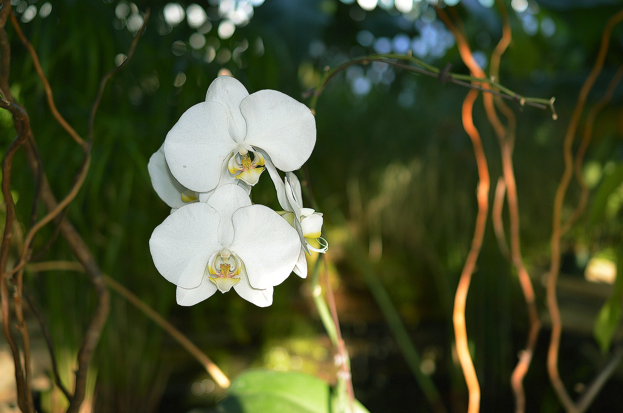 Orchidėja, Gėlė, Balta, Žiedlapiai, Gamta, Flora, Botanika, Žydėti, Pavasaris, Vasara