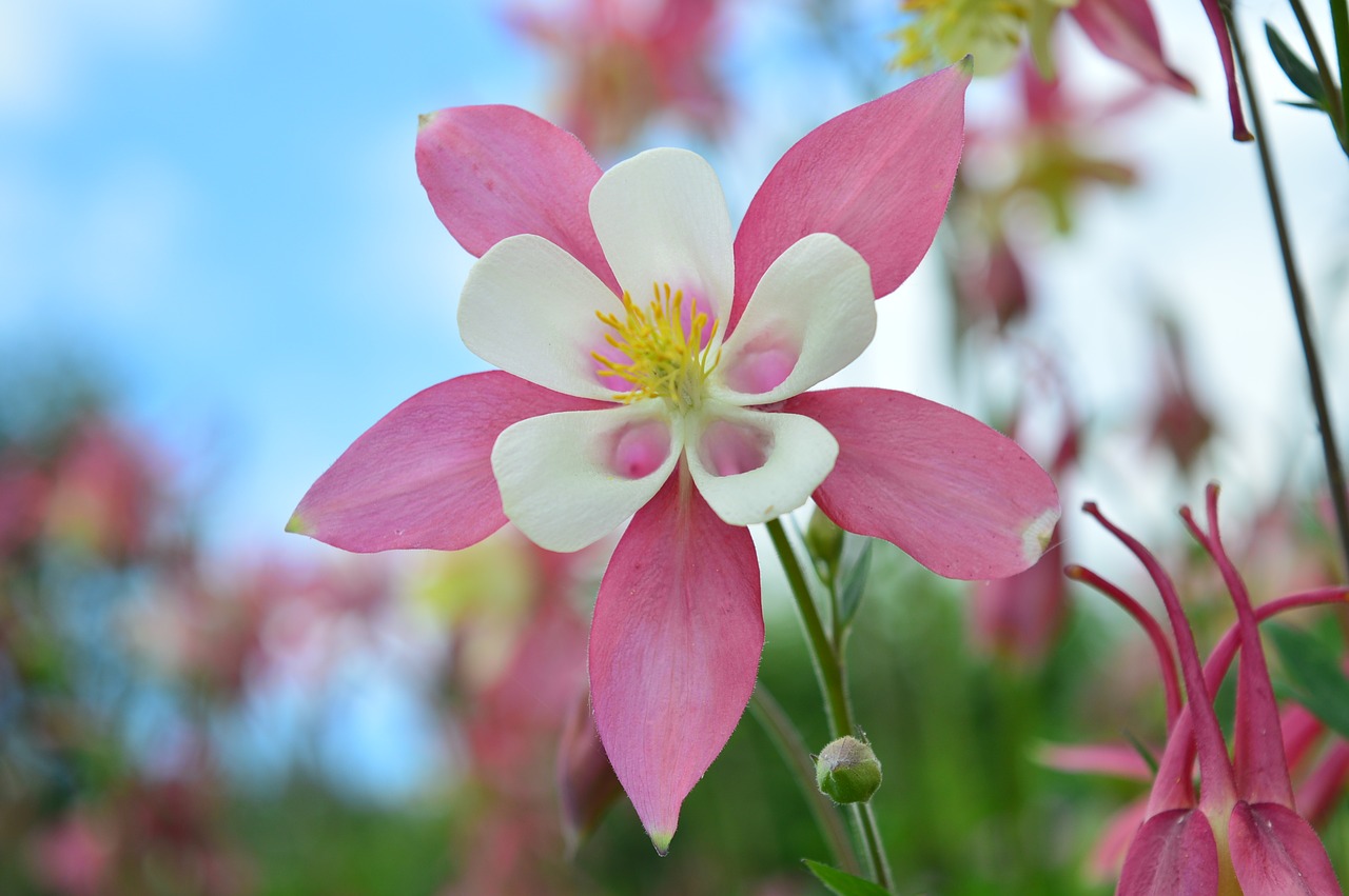 Aquilegia, Rožinė Gėlė, Augalai, Vasara, Makro, Prieš Dangų, Nemokamos Nuotraukos,  Nemokama Licenzija