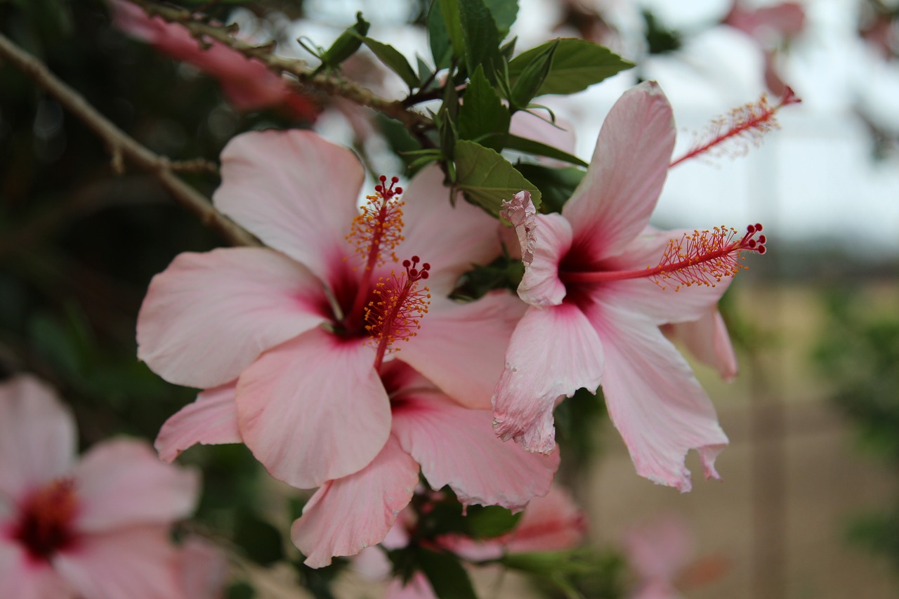 Gėlė, Afrika, Hibiscus, Atogrąžų, Augalas, Žydėti, Nemokamos Nuotraukos,  Nemokama Licenzija