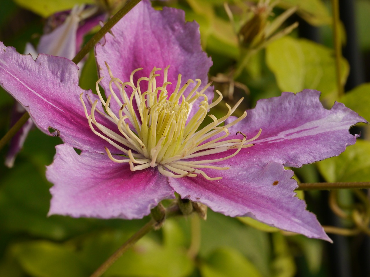 Gėlė, Žiedas, Žydėti, Žiedadulkės, Clematis, Vasara, Nemokamos Nuotraukos,  Nemokama Licenzija