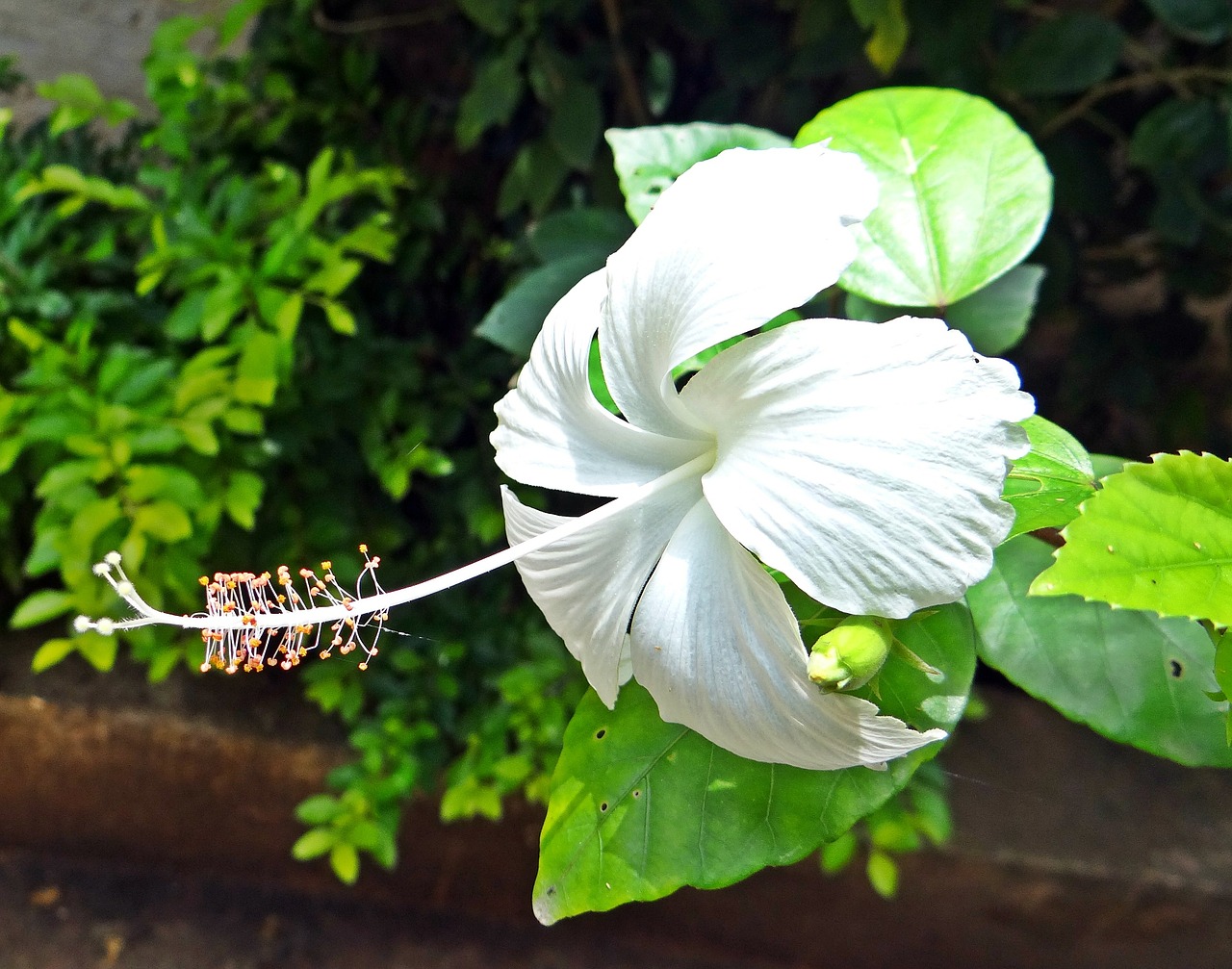 Gėlė, Hibiscus, Dharwad, Indija, Gėlių, Augalas, Natūralus, Žiedas, Žydėti, Žiedlapis