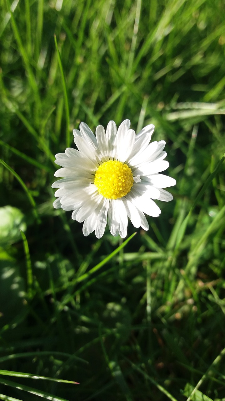 Gėlė, Daisy, Žiedas, Žydi, Augalas, Pavasaris, Vasara, Žiedlapiai, Flora, Gamta