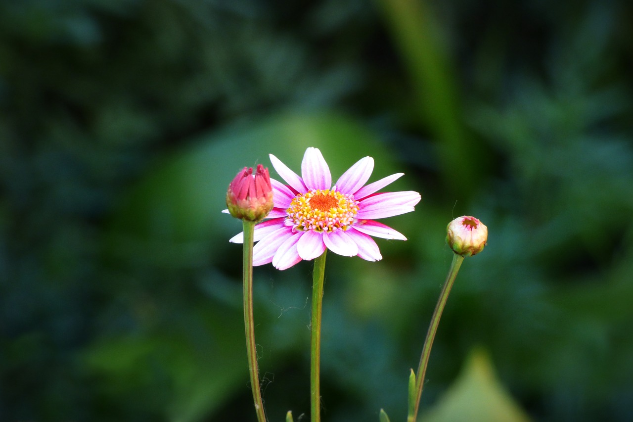 Gėlė, Žiedlapiai, Augalas, Gamta, Rosa, Žiedadulkės, Augmenija, Pavasaris, Žydėjimas, Flora