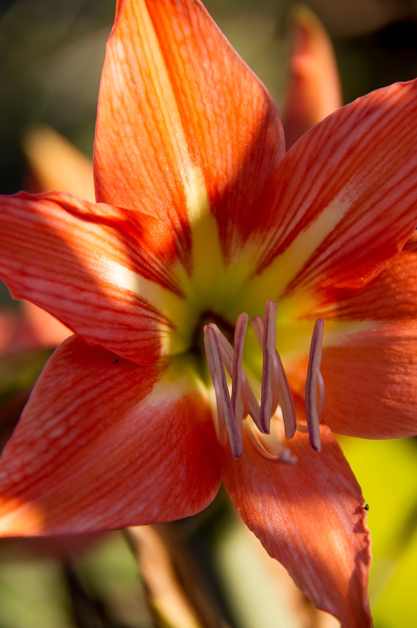 Gėlė, Žydėti, Hippeastrum, Oranžinė, Šviesus, Dramatiškas, Flora, Nemokamos Nuotraukos,  Nemokama Licenzija