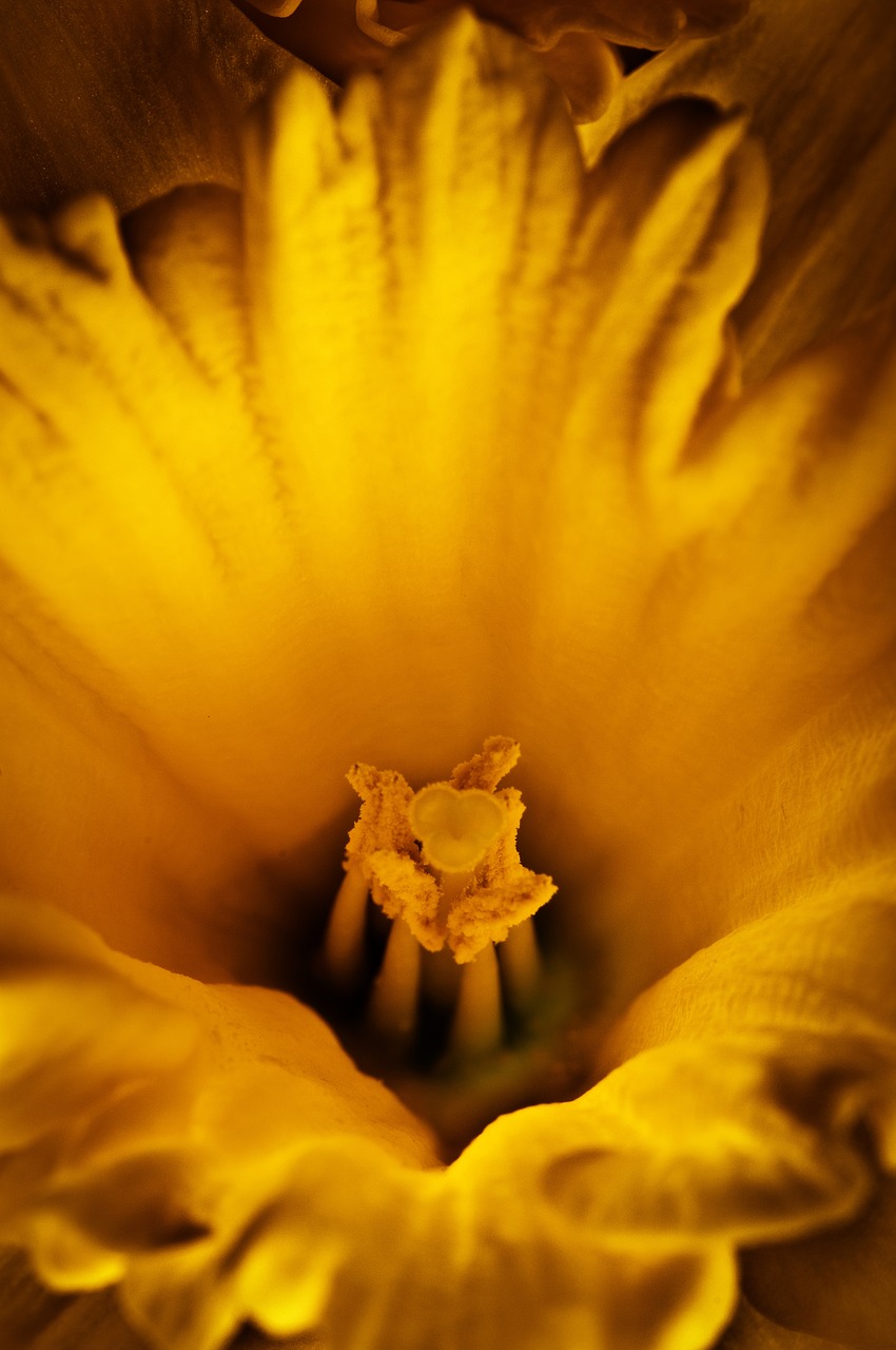 Gėlė, Daffodil, Geltona, Nemokamos Nuotraukos,  Nemokama Licenzija