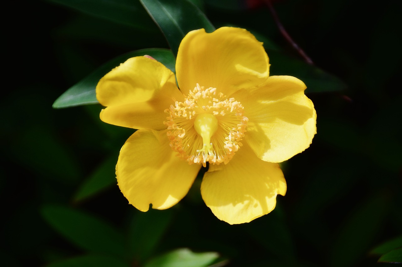 Gėlė, Agrimony, Geltona Gėlė, Flora, Žydėjimas, Gamta, Botanika, Žiedlapiai, Spalvos, Žydėjo