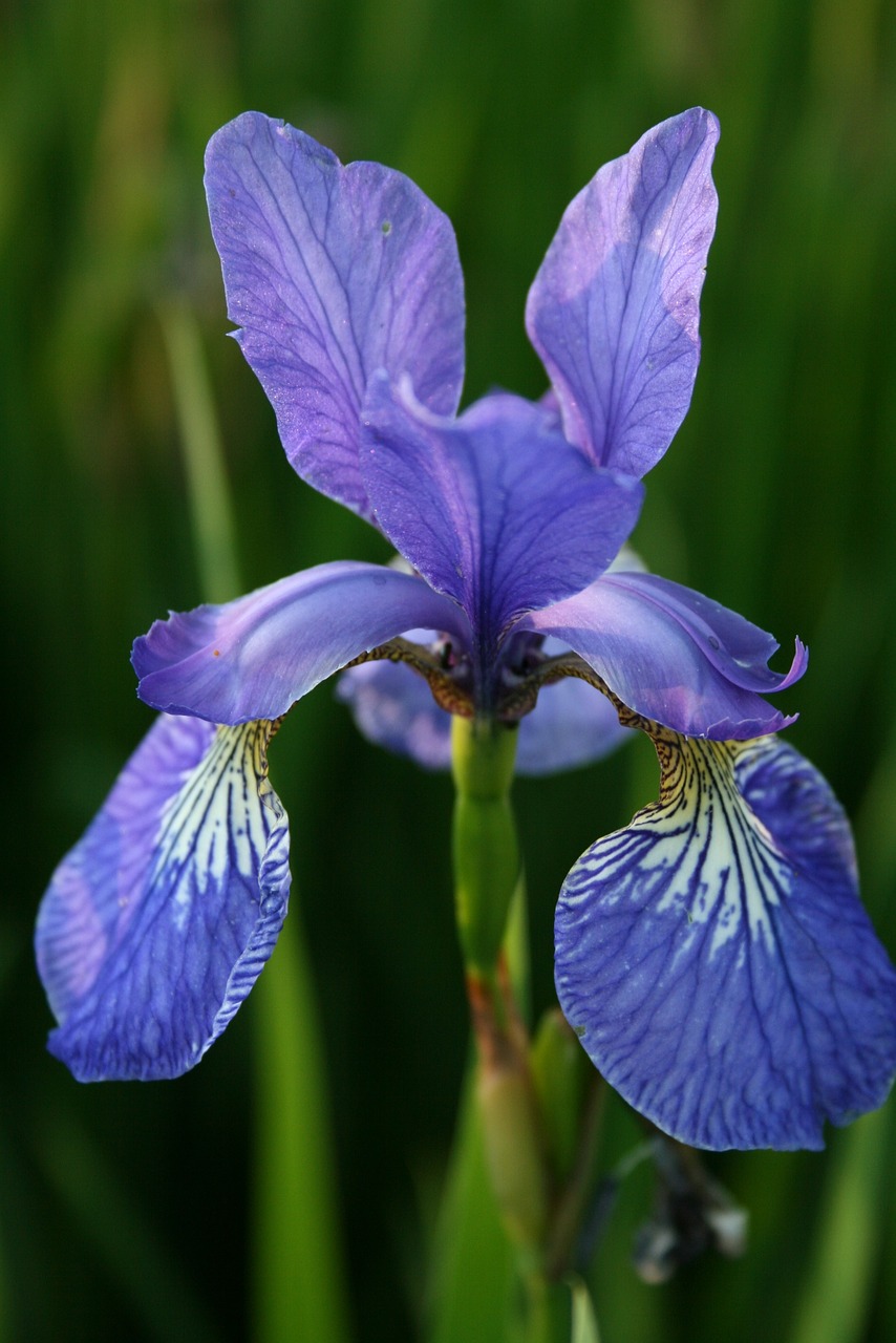 Gėlė, Iris, Mėlynas, Nemokamos Nuotraukos,  Nemokama Licenzija