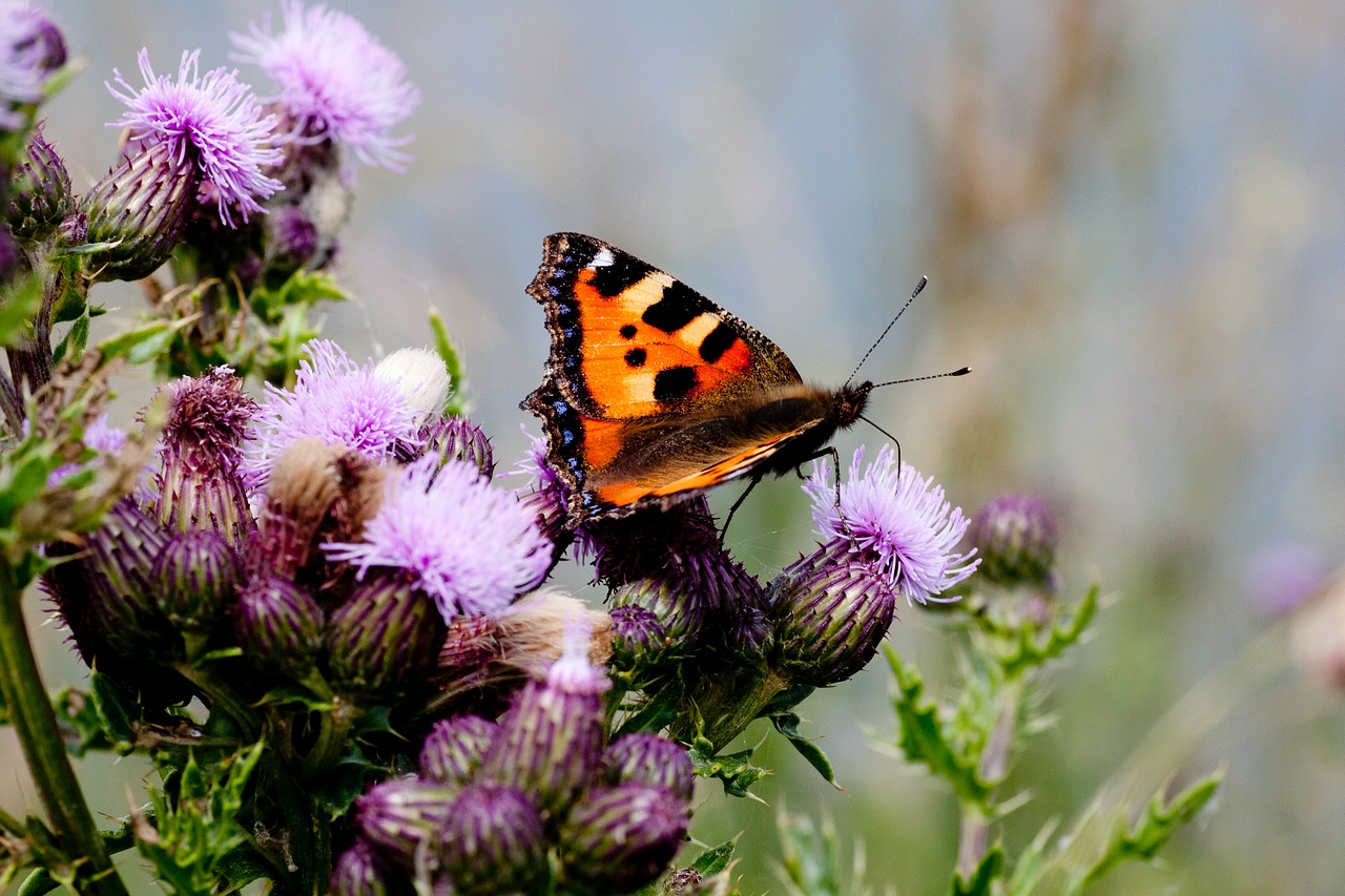 Gėlė, Drugeliai, Fauna, Spalva, Gamta, Klevo Drugelis, Acronicta Aceris, Drugelis, Nemokamos Nuotraukos,  Nemokama Licenzija