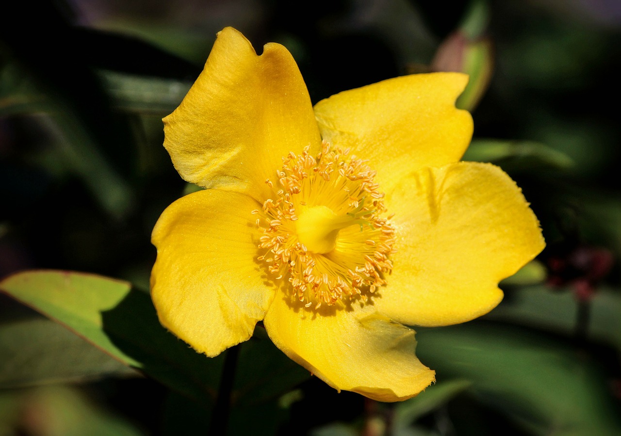 Gėlė, Žiedas, Žydėti, Gėlių, Šviesus, Flora, Šviežias, Žiedlapis, Sezonas, Lapai