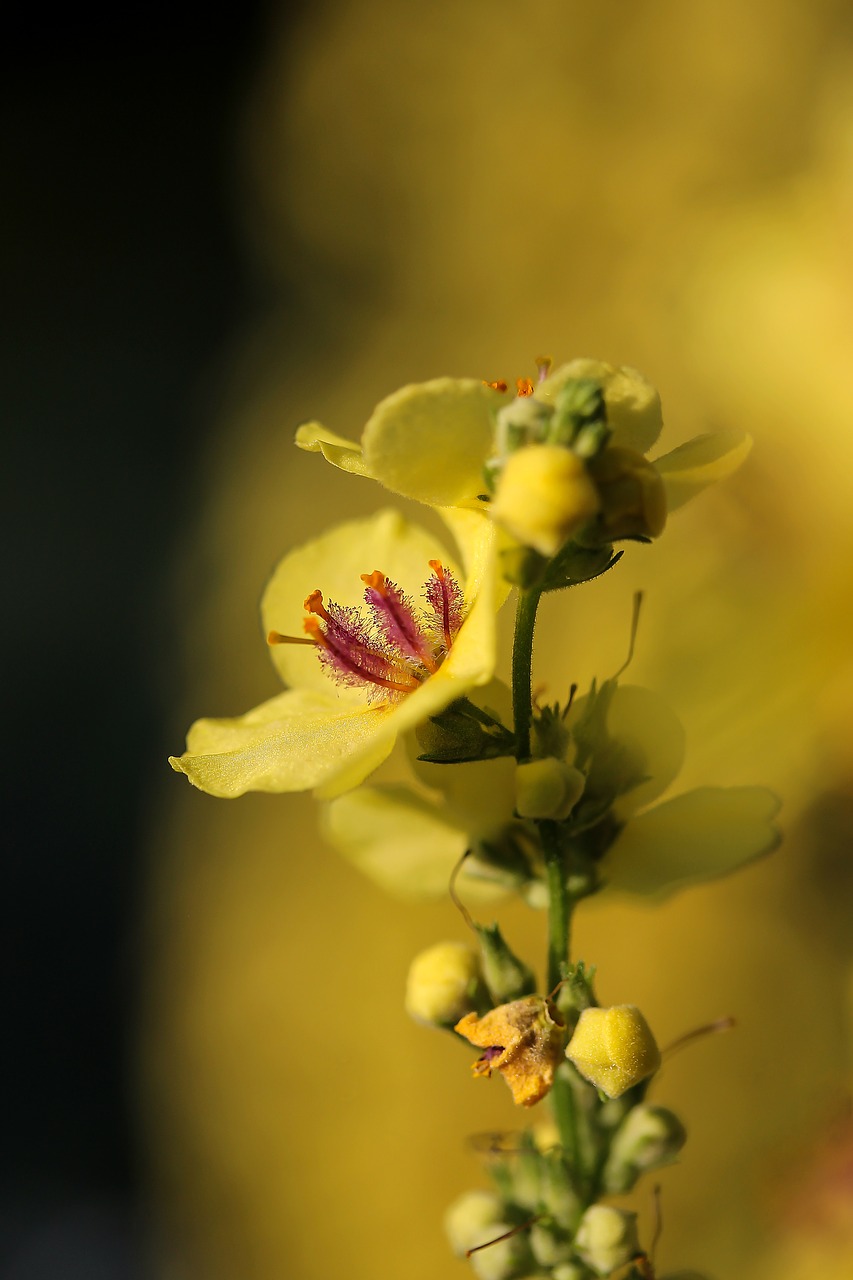 Gėlė, Geltona Gėlė, Mullein, Pieva, Gamta, Orchidėjos, Gaminančios Pollinia, Nemokamos Nuotraukos,  Nemokama Licenzija