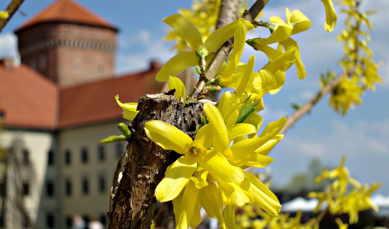 Gėlė, Forsitija, Žydėjimas, Gamta, Geltona, Pavasaris, Žydi, Kraków, Iš Arti, Nemokamos Nuotraukos