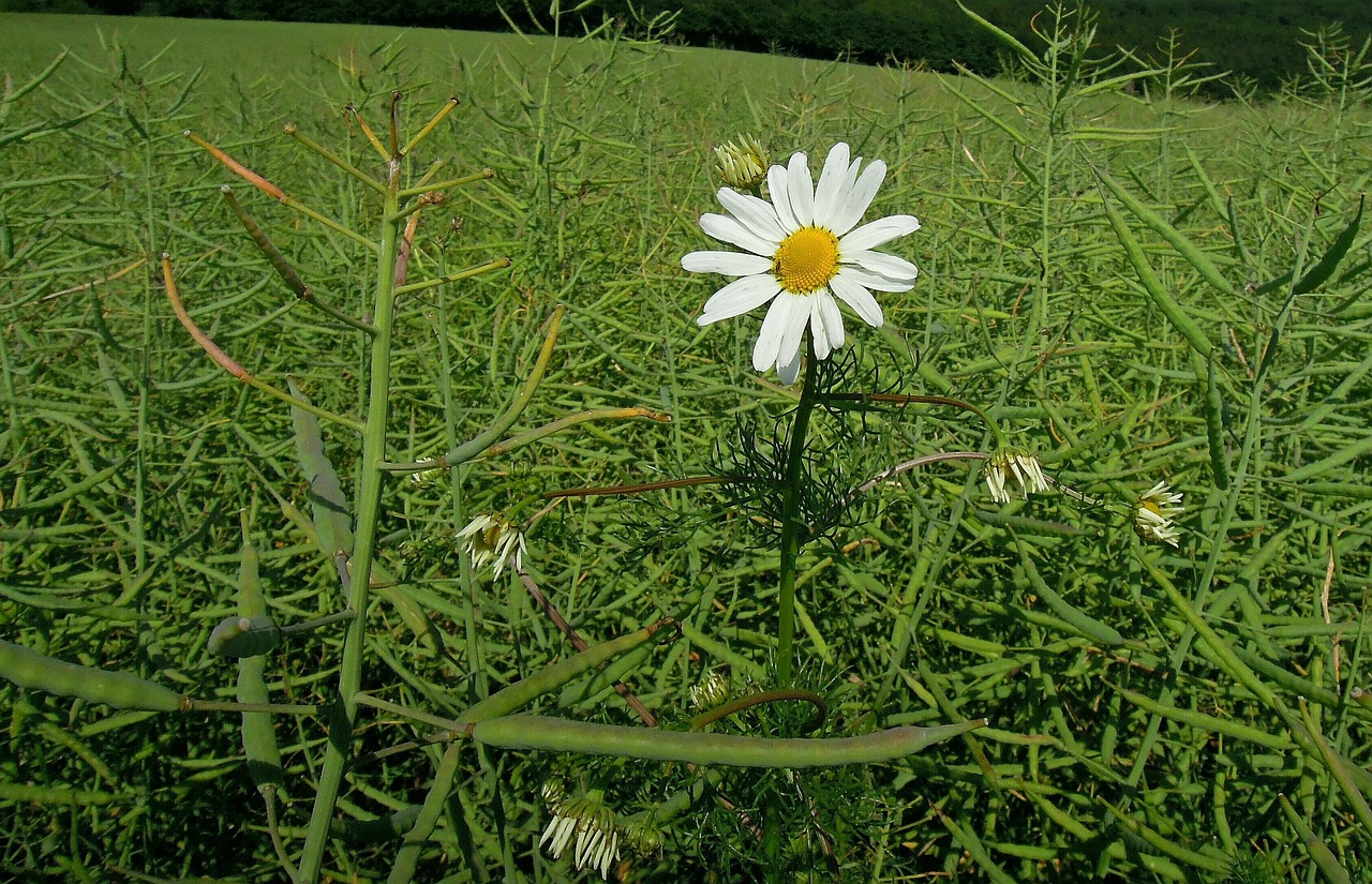 Gėlė, Pievos Margeritas, Marguerite, Atskirai, Aliejiniai Rapsai, Rapsų Sėklos, Žalias, Žaliųjų Atspalvių, Nemokamos Nuotraukos,  Nemokama Licenzija