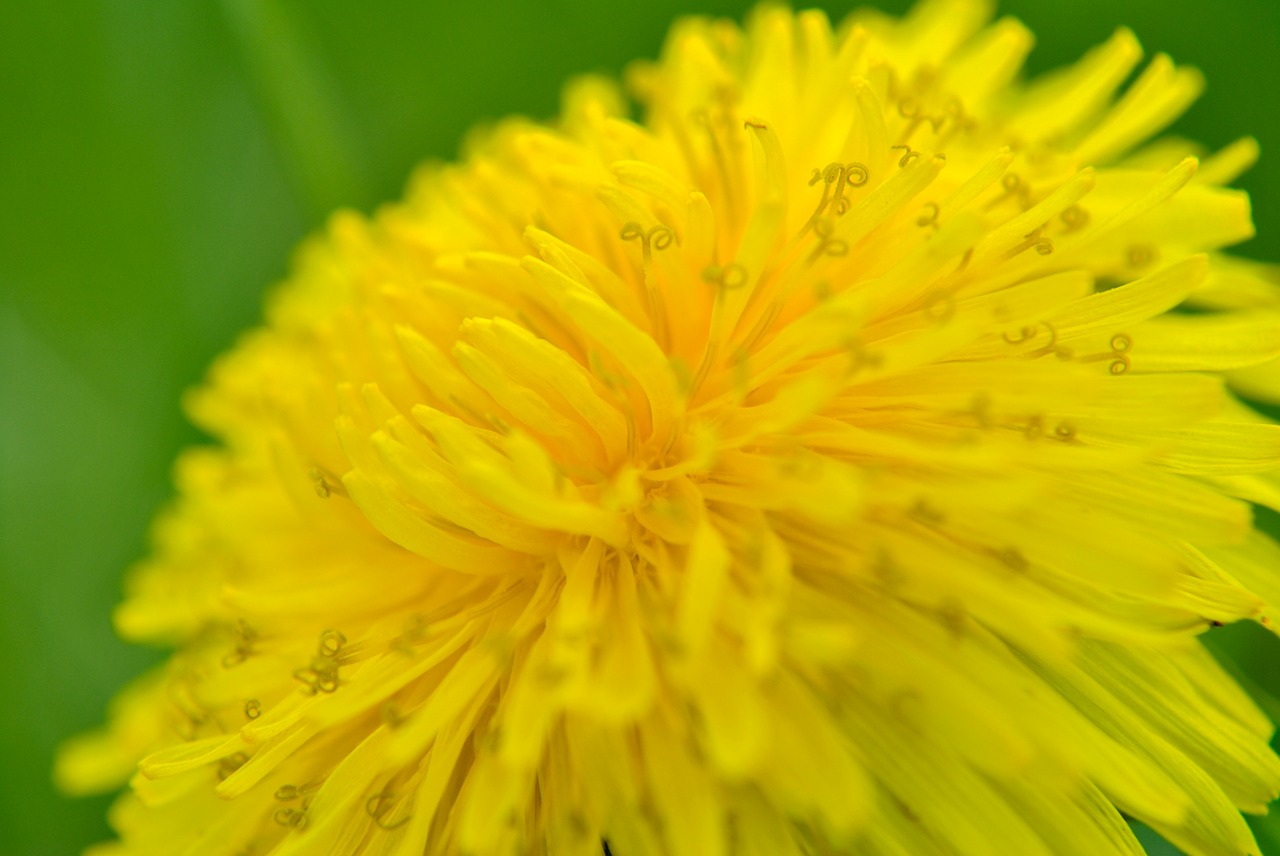 Gėlė, Gėlės, Vasaros Gėlė, Vasara, Žydėti, Žydi, Makro, Pavasaris, Sonchus Oleraceus, Geltona