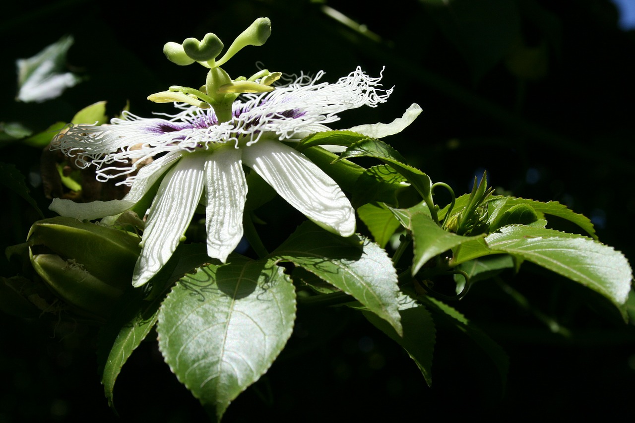 Gėlė, Žydėti, Granadilla, Žiedlapiai, Ūseliai, Subtilus, Lapai, Žalias, Šviesa, Juodas Fonas