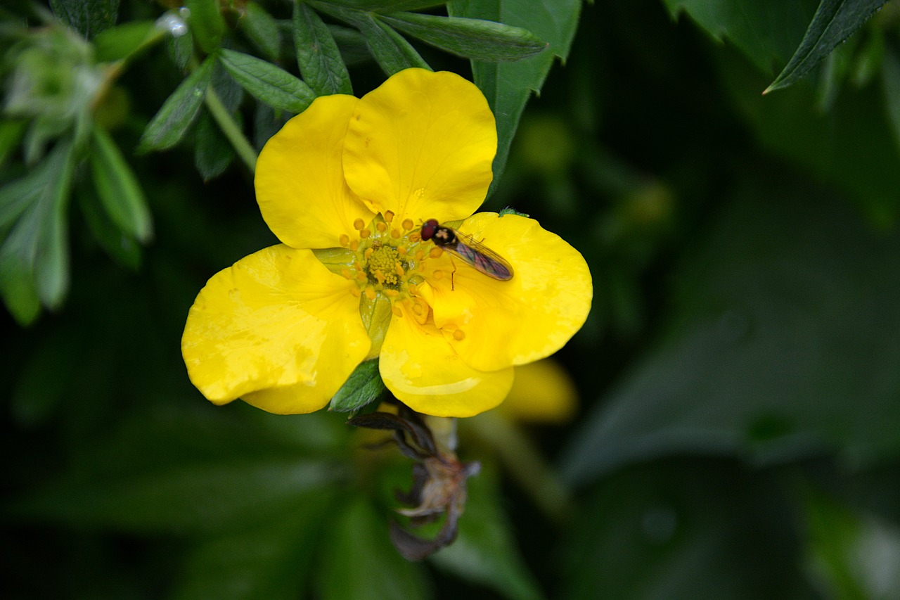 Gėlė, Vabzdys, Gamta, Sodas, Augalas, Geltona Gėlė, Fauna, Botanika, Flora, Žydėjimas