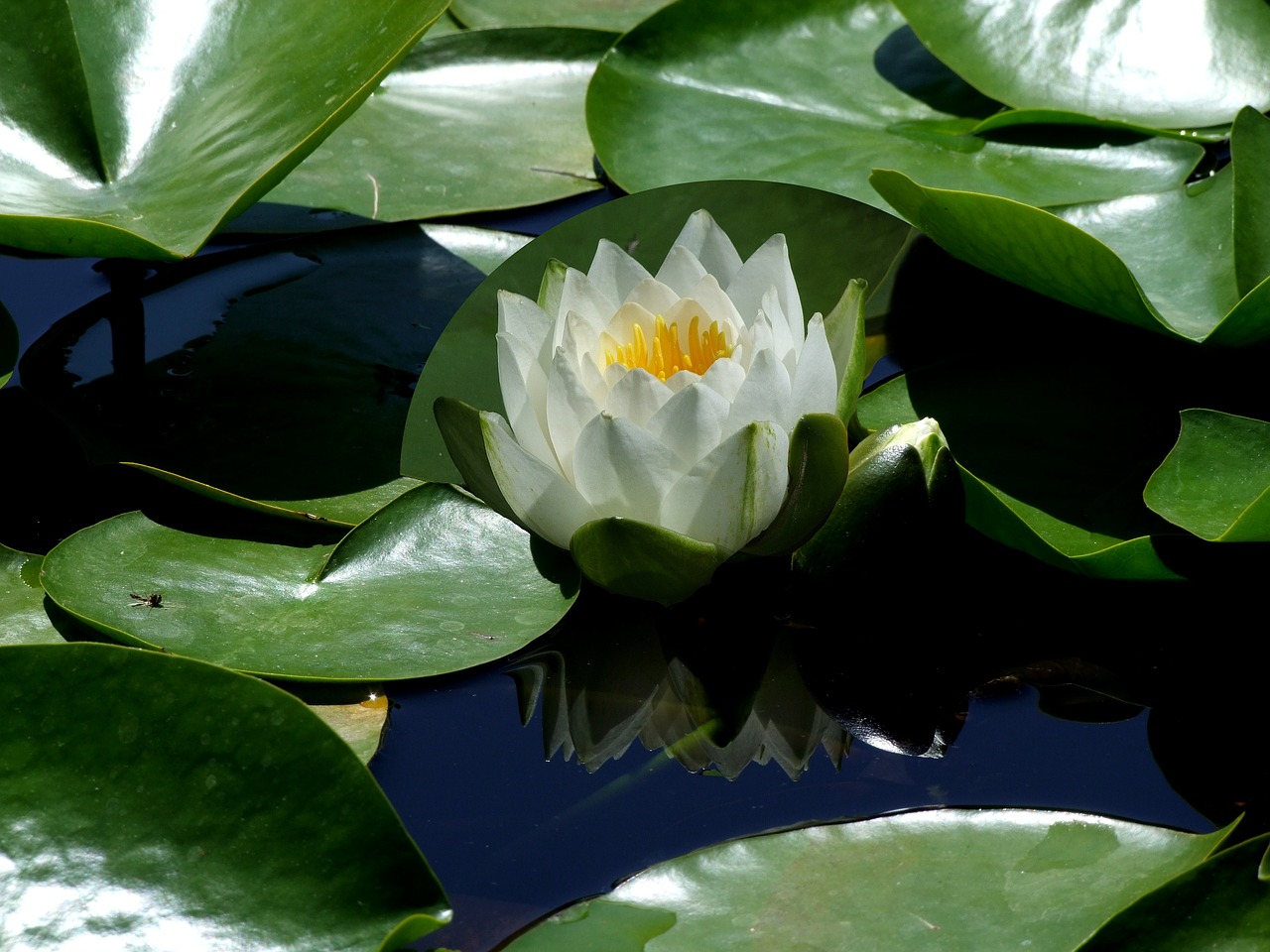 Gėlė, Lotuso Gėlė, Lotosas, Lotoso Žiedas, Vandens Lelija, Tvenkinys, Vandens Gėlė, Vandens Augalas, Birželis, Liepa