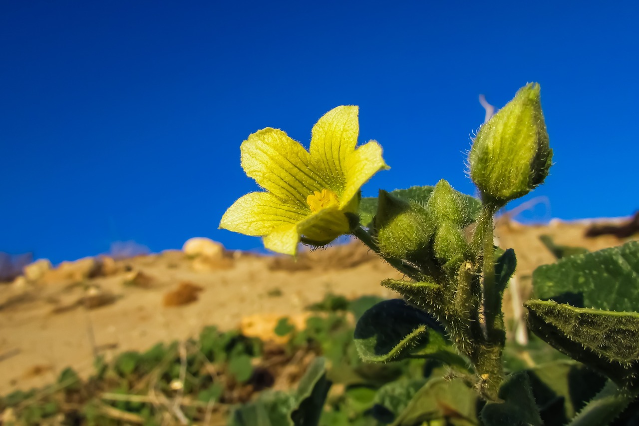 Gėlė, Geltona, Augalas, Gamta, Flora, Žydėti, Nemokamos Nuotraukos,  Nemokama Licenzija