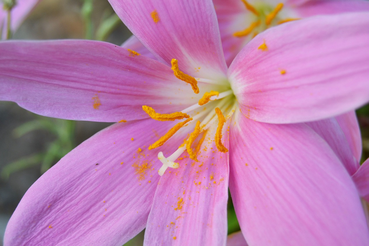 Gėlė, Laukinis Šafranas, Crocus Nudiflorus, Gelės Vazonas, Nemokamos Nuotraukos,  Nemokama Licenzija