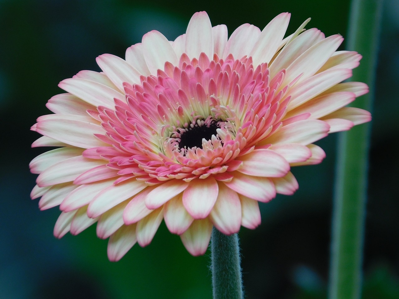 Gėlė, Gerbera, Rožinis, Makro, Nemokamos Nuotraukos,  Nemokama Licenzija