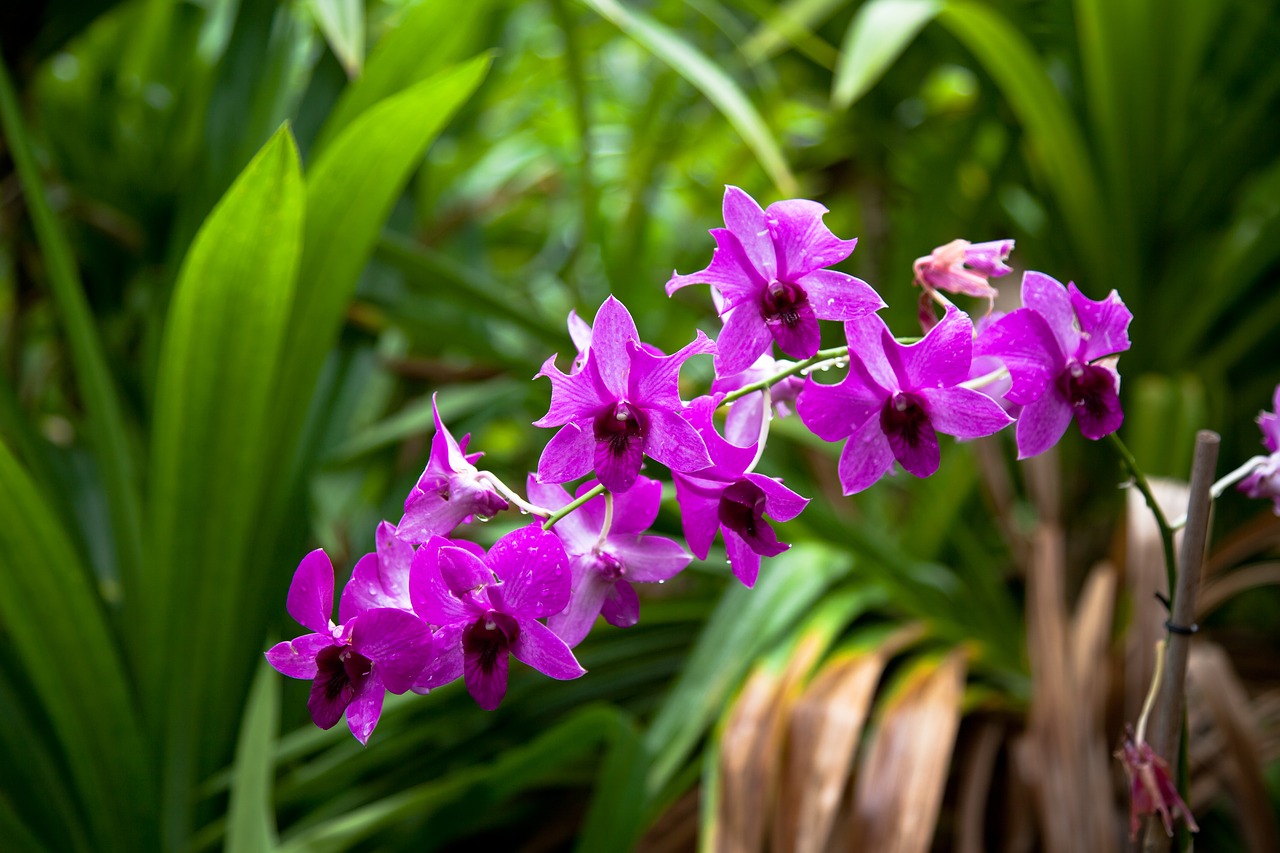 Gėlė, Violetinė, Orchidėjos, Hawaii, Žiedas, Aloha, Egzotiškas, Atogrąžų, Rojus, Gamta