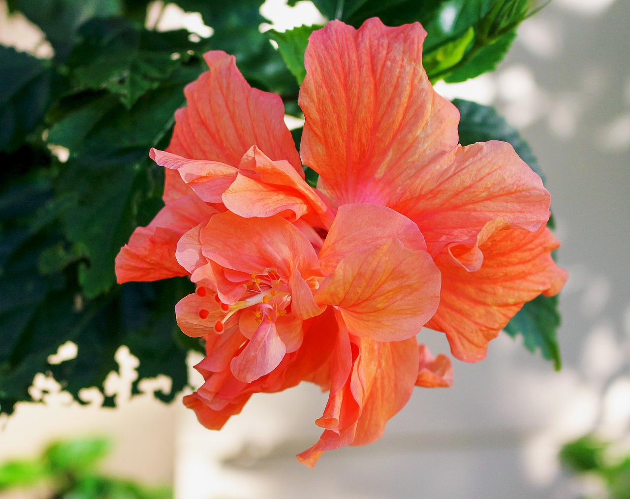 Gėlė, Dvigubas Hibiscus, Augalai, Oranžinė, Žiedlapiai, Pistil, Nemokamos Nuotraukos,  Nemokama Licenzija