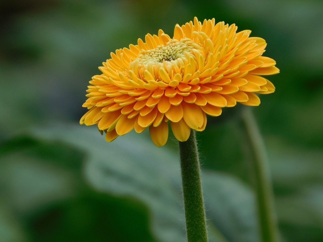 Gėlė, Gerbera, Geltona, Oranžinė, Makro, Nemokamos Nuotraukos,  Nemokama Licenzija