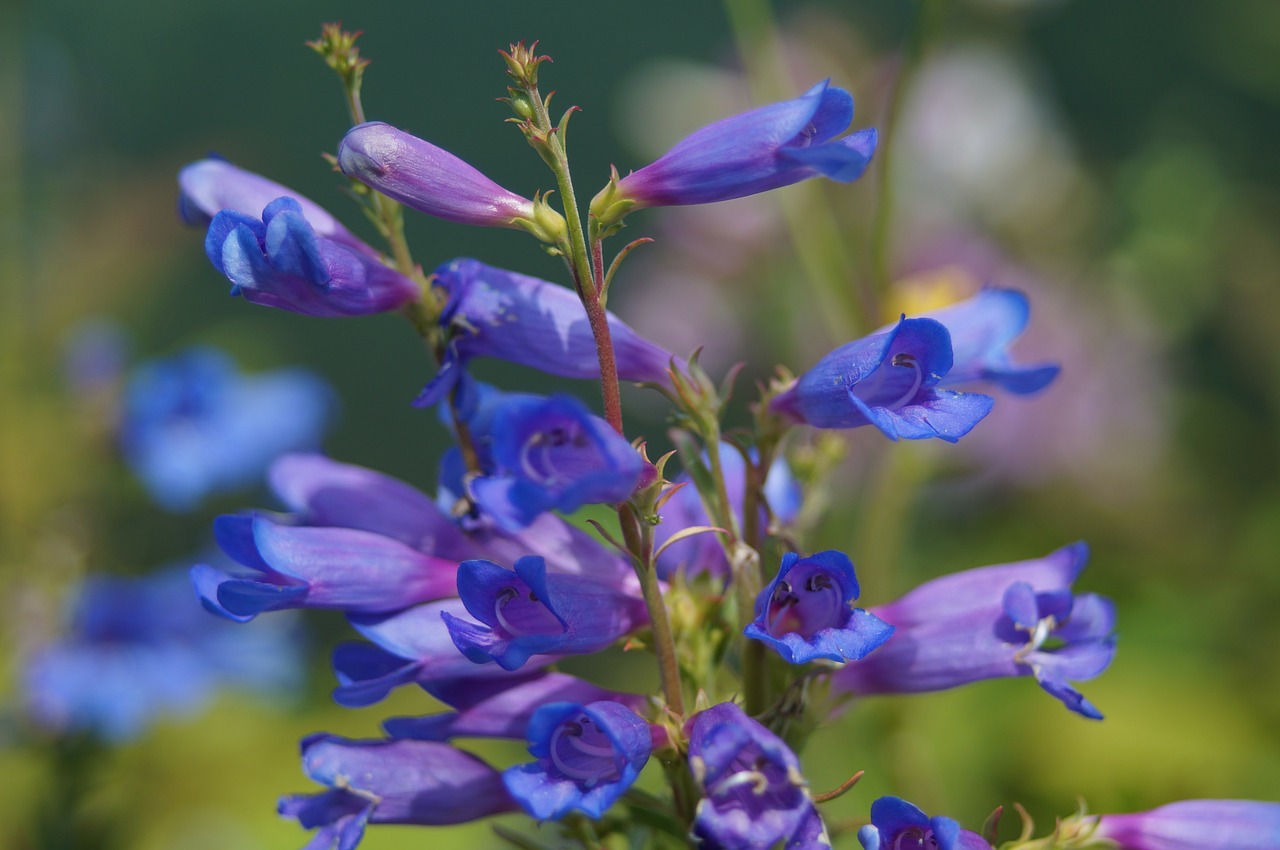 Gėlė, Violetinė, Purpurinė Gėlė, Seklus Gylis, Bokeh, Sekli Gylio Laukas, Gamta, Augalas, Nemokamos Nuotraukos,  Nemokama Licenzija