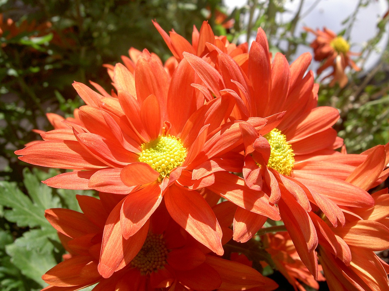 Gėlė, Oranžinė, Oranžinės Gėlės, Žiedas, Žydėti, Gamta, Gerbera, Vasara, Oranžinis Žiedas, Schnittblume